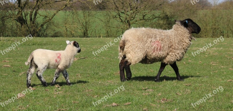 Sheep Lamb Field Farm Agriculture