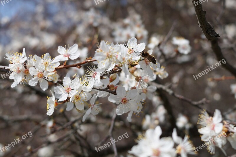 Crimea Forest Flowers Spring Nature