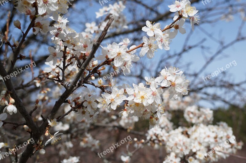 Crimea Forest Flowers Spring Nature