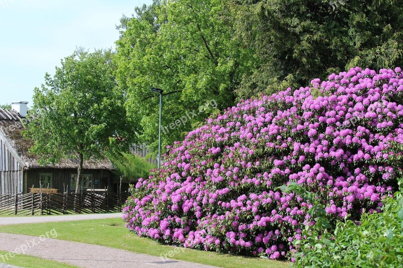 Flower Rhododendron Laholm Sweden City Park