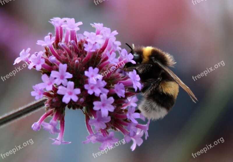 Bumblebee Bumble Bees Summer Garden Purple