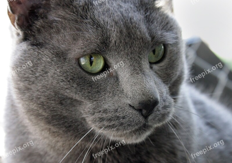 Cat Pet Male Large Gray