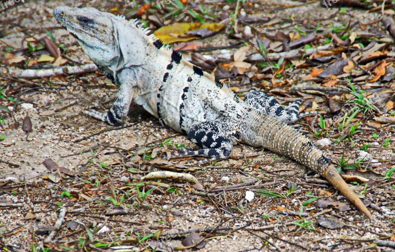 Mexico Iguana Reptile Dinosaur Mimicry