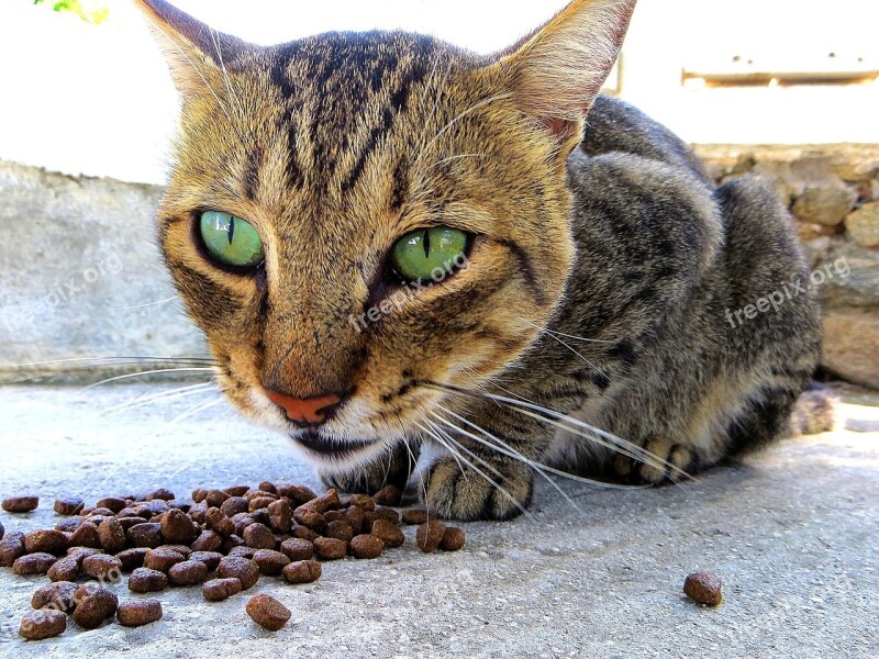 Cat Mieze Animal Mykonoskatze Beautiful