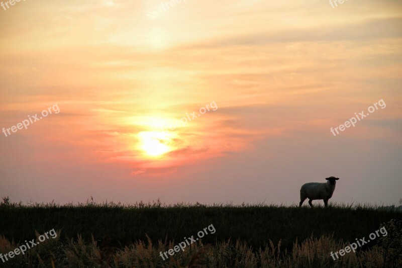 Nature Dike Sheep Sun Sunset