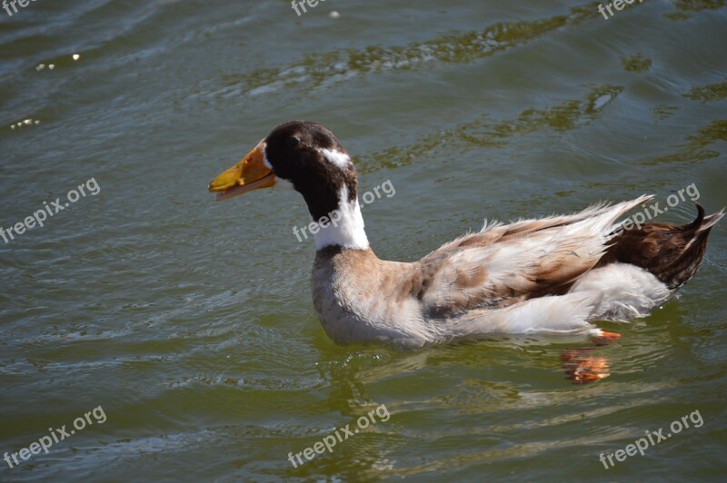 Duck Water Outdoor Animal Bird