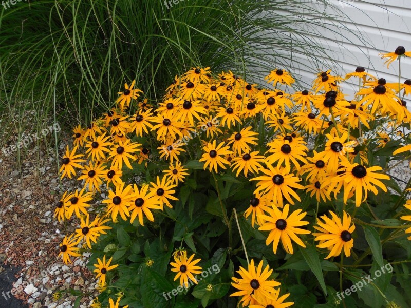 Flower Black Eyed Susan Garden Plant Bloom