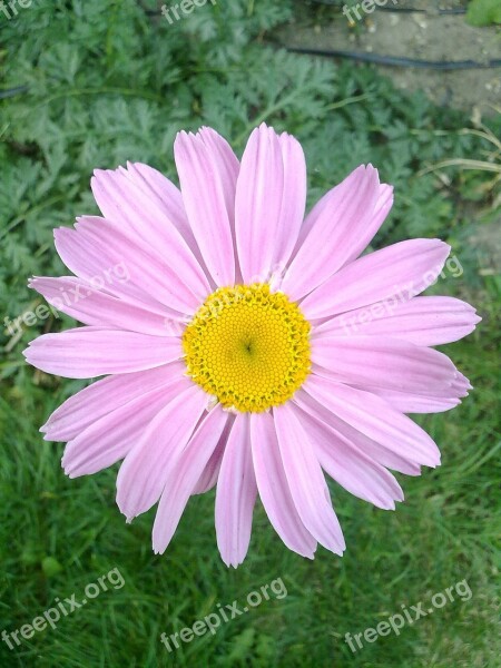 Flower Pink Pink Flowers Petals Free Photos