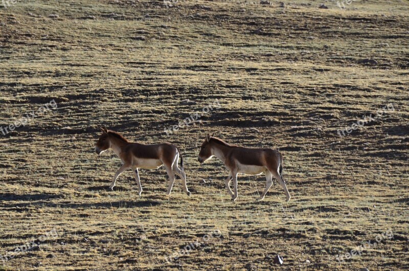 Tibet Wild 驢 Pet Free Photos