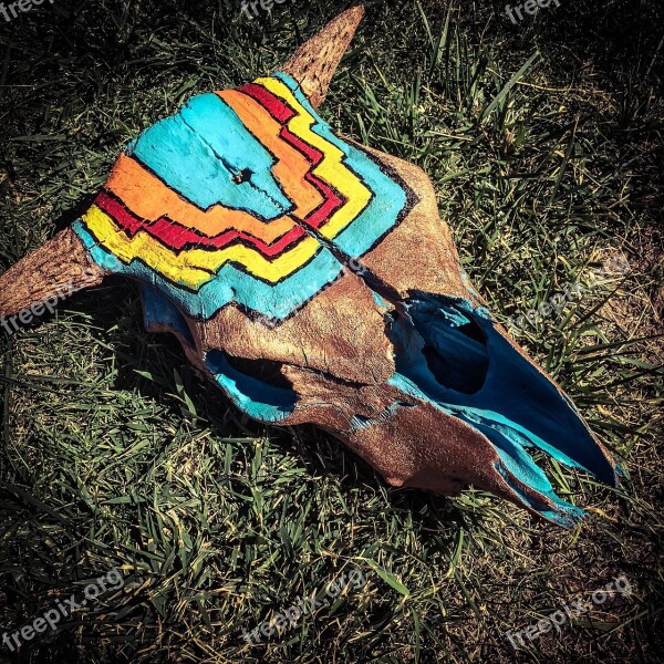 Skull Painted Colorado Southwest Bull