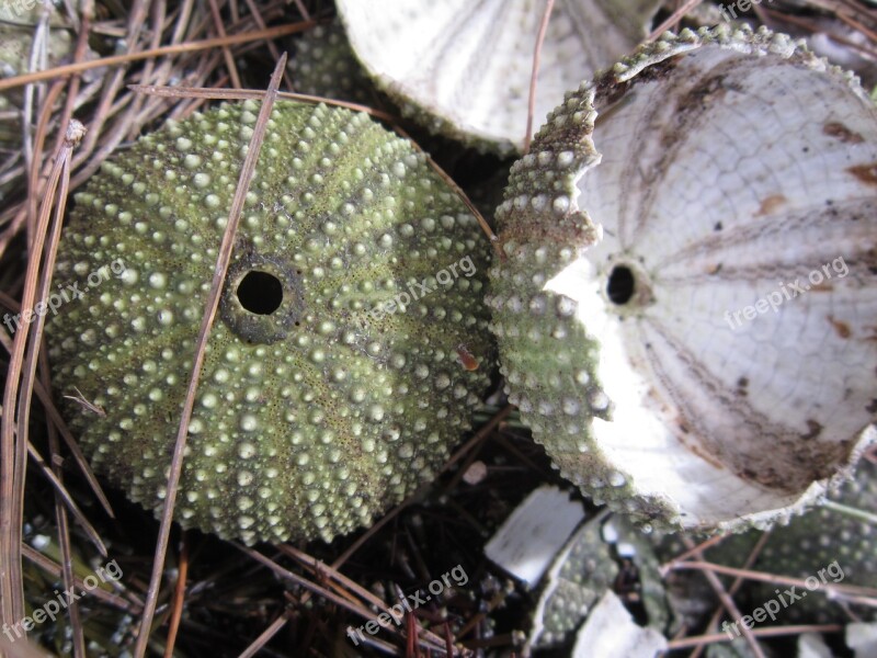 Lime Skeleton Sea Urchin Sea Urchins Frame Empty