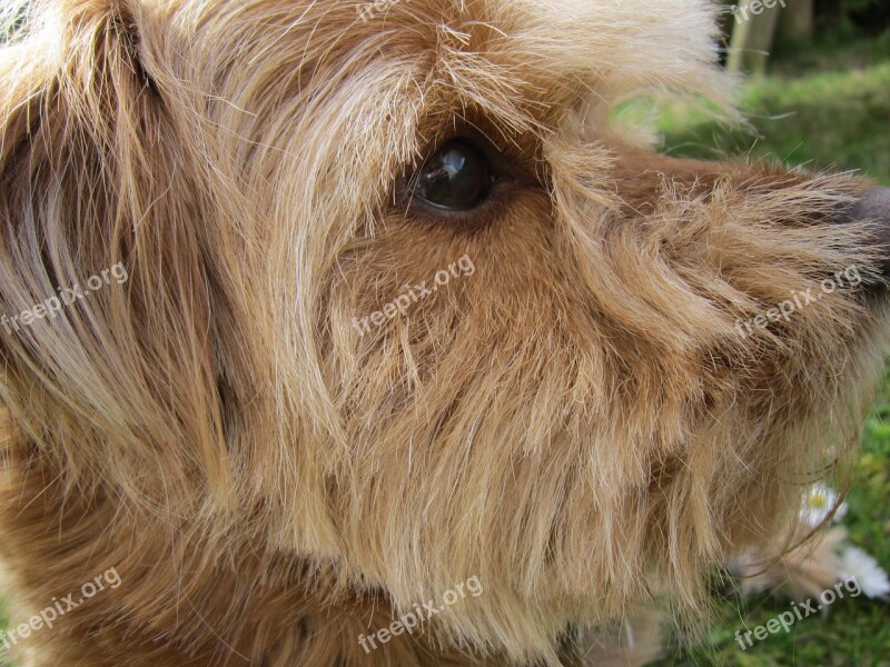 Dog Hybrid Portrait Eye Mirroring