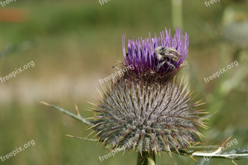 Insect Flower Thistle Pollination Insects