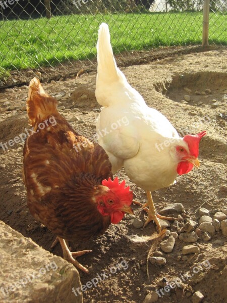 Chickens Sun Chicken Run Farm Poultry