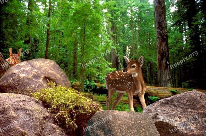 Nature Forest Animals Tree Deer