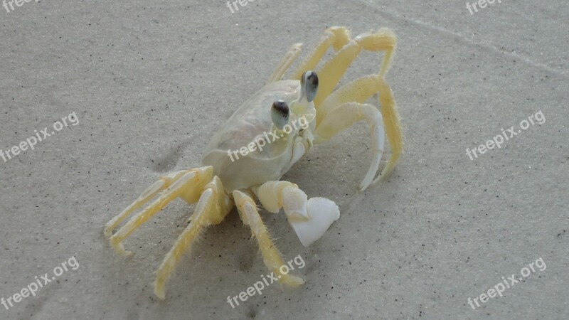 Siri Beach Mar Crab White