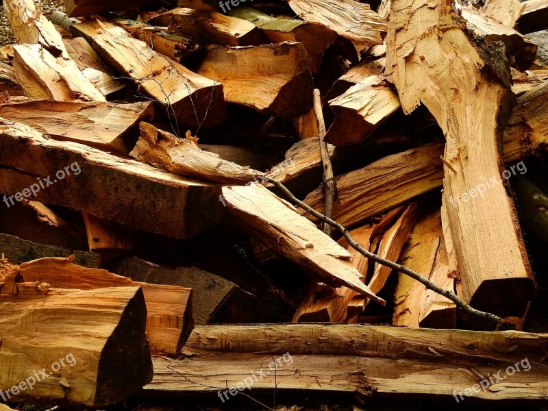 Wood Log Firewood Growing Stock Free Photos