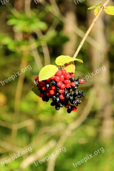 Berries Rowanberries Red Bush Nature