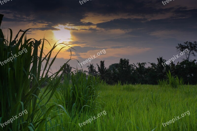 Indonesia Bali Sunset Colors Paddies