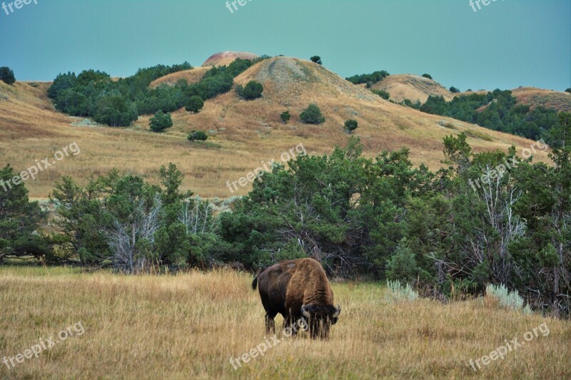 Buffalo Bison Badlands South Dakota Wild