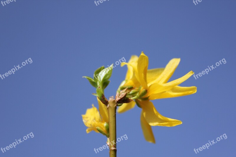 Flower Spring Branch Twig Nature