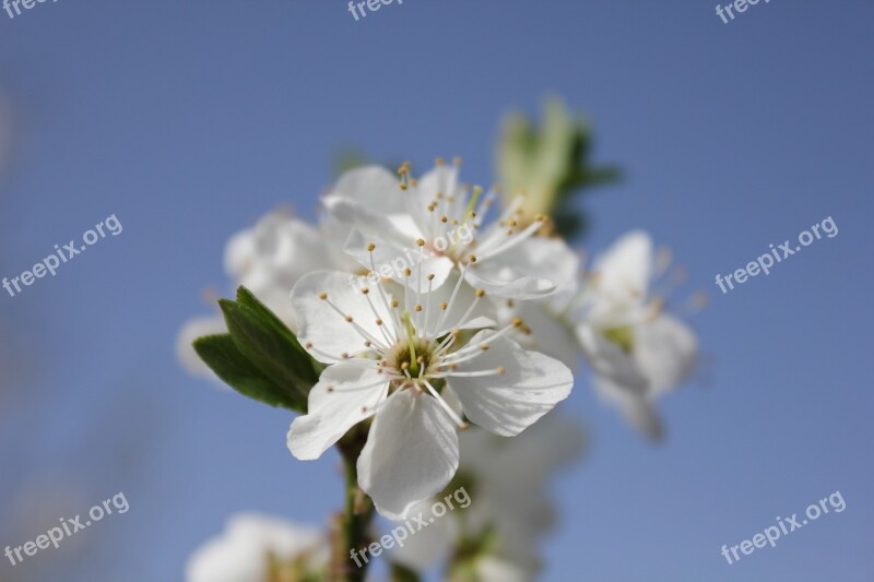 Flower Spring Branch Twig Nature