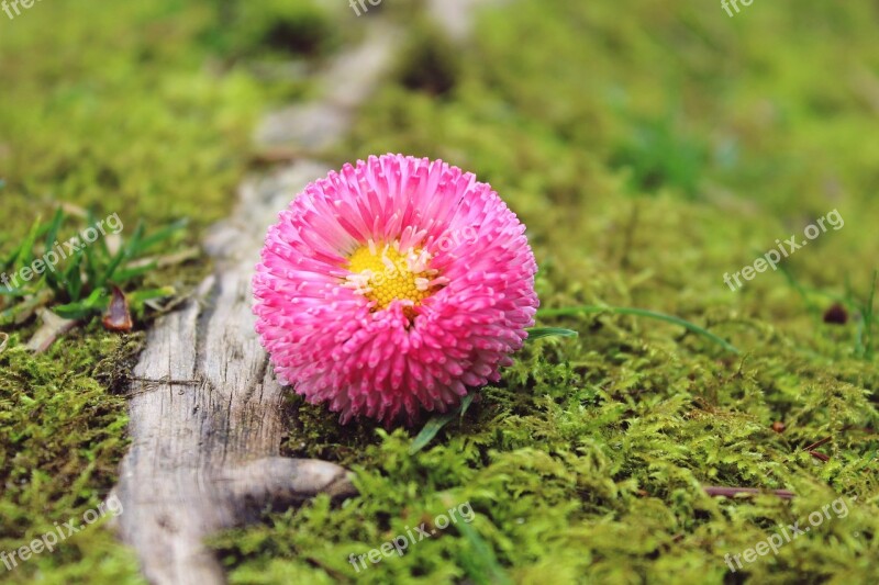 Daisies Flower Blossom Bloom Plant