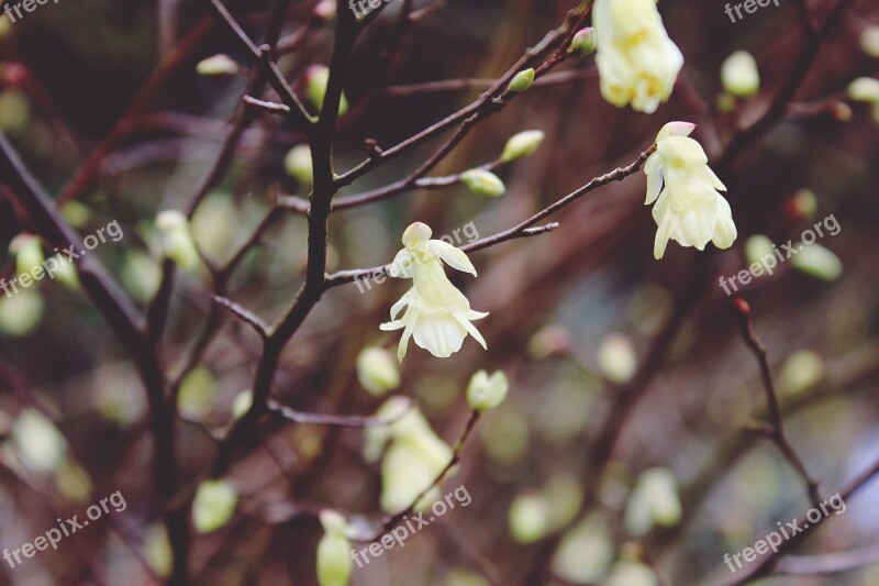 Gold Shrub Easter Bush Golden Bells Stangeblueter Forsythia Hedge