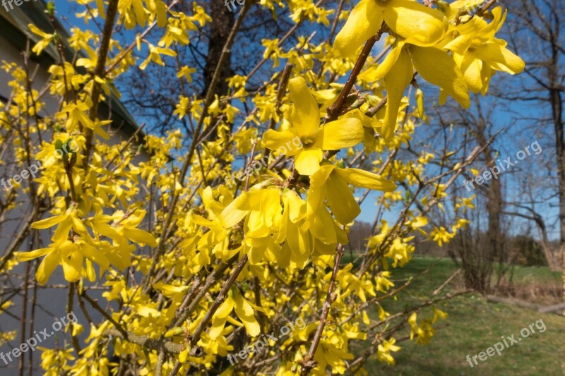 Forsythia Garden Forsythia Gold Lilac Golden Bells Blossom