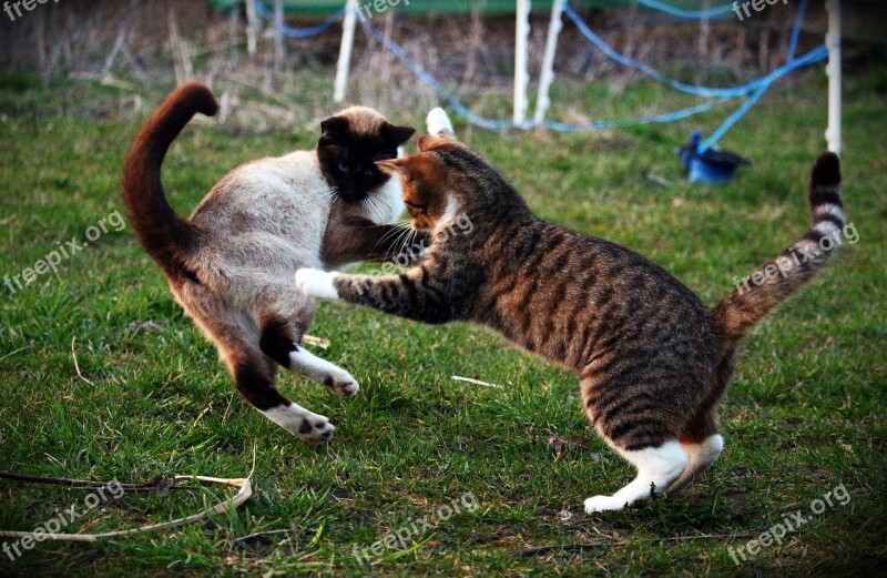 Cat Kitten Fight Play Mieze