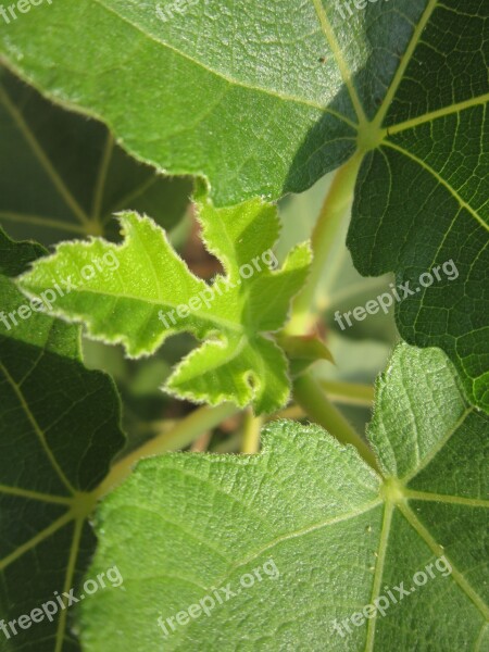 Fig Leaf Leaf Green Tender Young