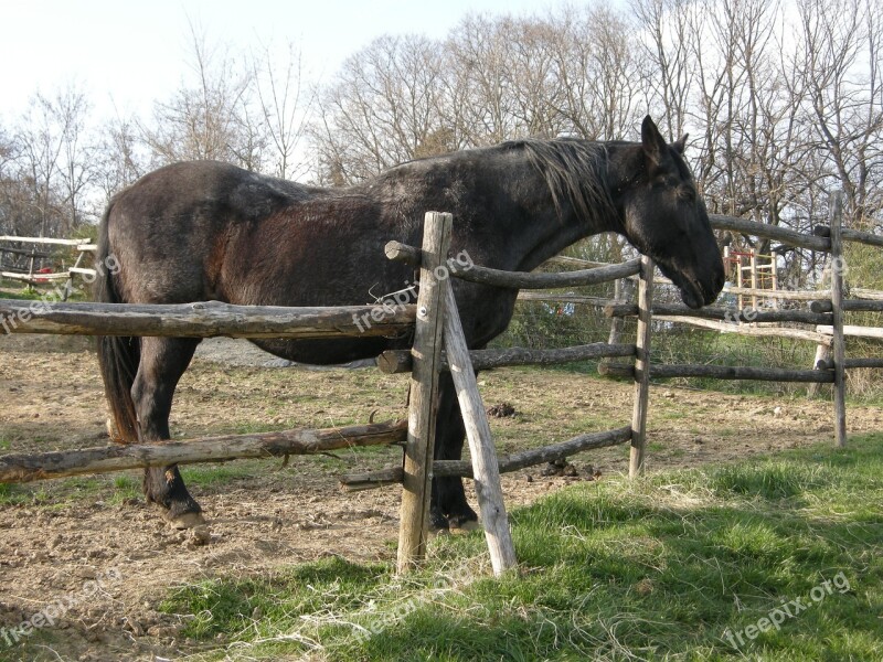 Horse Farm Black Horse Free Photos