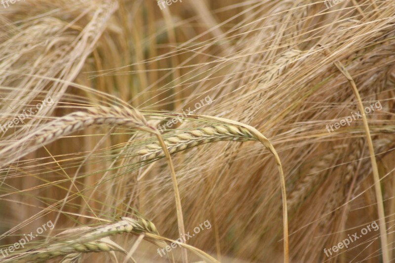 Barley Grain Crop Danish Agriculture Cereal