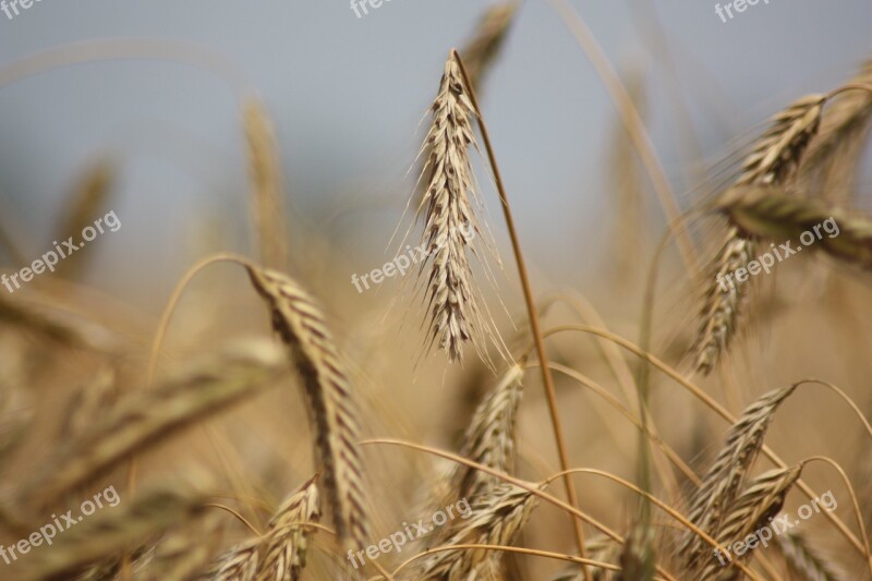 Rye Grain Cereal Crop Agriculture