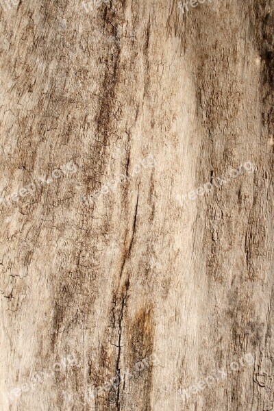 Wood Grain Texture Panel Timber