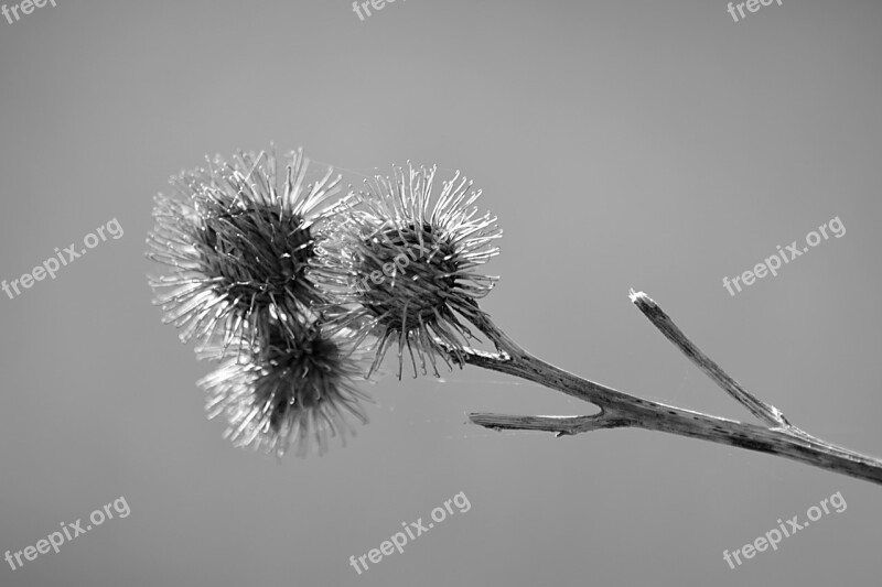 Thistles Plant Nature Botany Black And White