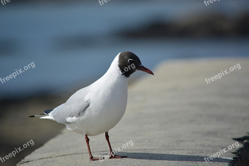 Seagull Tern Bird Fauna Gold