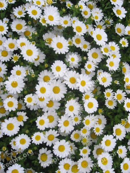 Daisy Margaret Flowers White Chrysanthemum