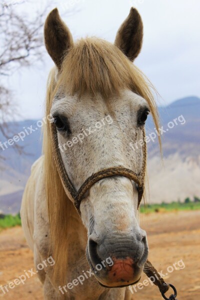 Animal Horse Nature Colt Animals