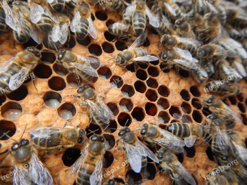 Bees Larvae Breeding Honeycomb Beekeeper