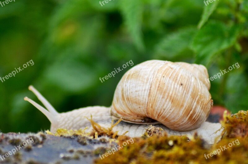 Snail Rain Insect Autumn Nature