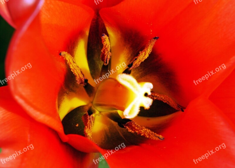 Tulip Early Bloomer Macro Inner Stamens