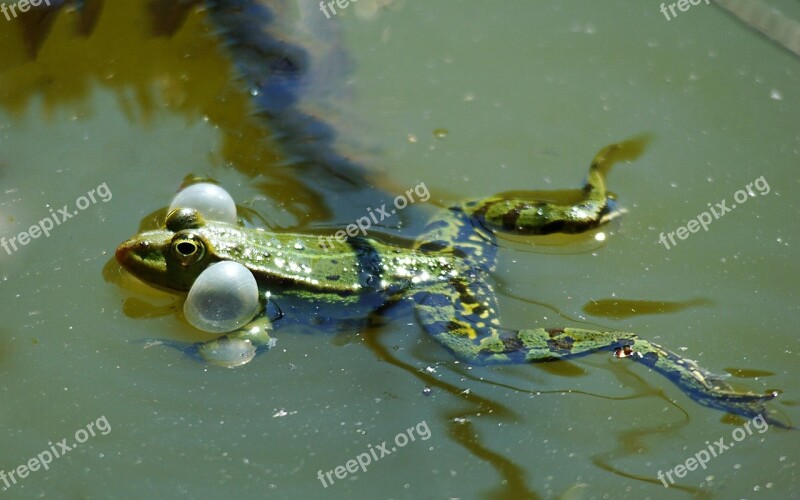 Frog Pond Air Bubbles Toad Lake Free Photos