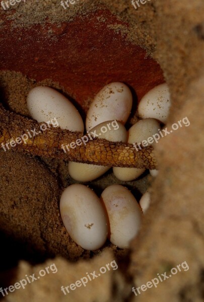 Bearded Dragon Egg Animals Pogona Vitticeps Free Photos