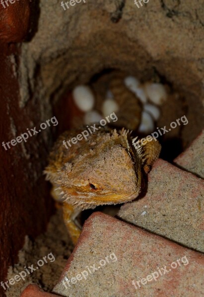 Bearded Dragon Animals Pogona Vitticeps Lay Eggs Free Photos