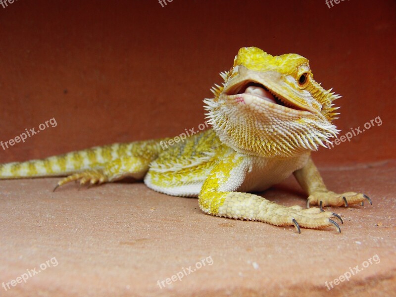 Bearded Dragon Reptile Pogona Vitticeps Free Photos