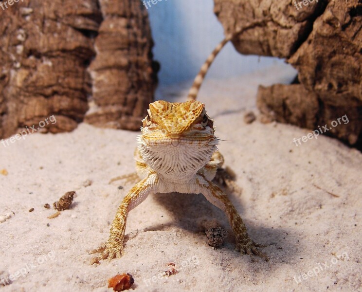 Bearded Dragon Reptile Pogona Vitticeps Free Photos