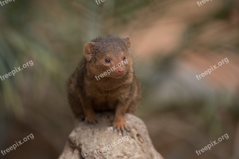 Meerkat Zoo Pairi Daiza Nature Wild