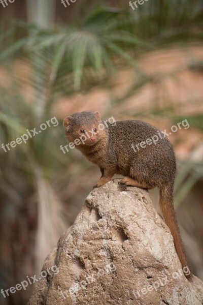 Meerkat Zoo Pairi Daiza Nature Wild