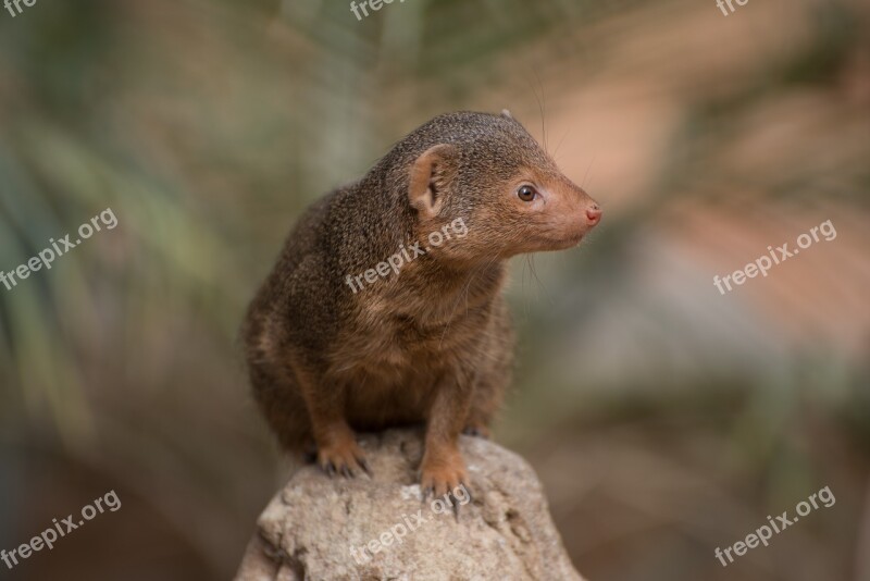 Meerkat Zoo Pairi Daiza Nature Wild